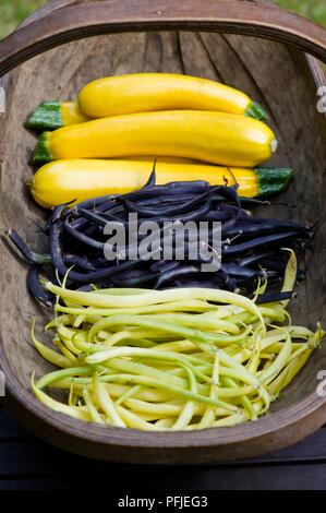 Gelbe Zucchini, Bohnen 'Purple Queen' und Bohnen 'Versailles' in trug Stockfoto