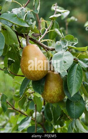 Birnen 'Fruhe Rote Stolz" und Blätter auf Pear Tree Branch, close-up Stockfoto