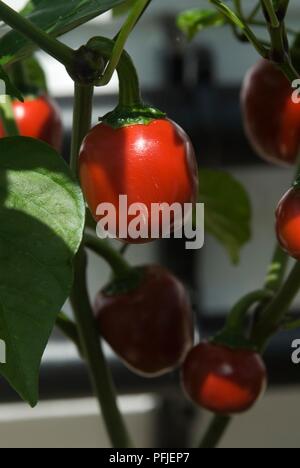 Red Cherry Bomb Paprika, close-up Stockfoto
