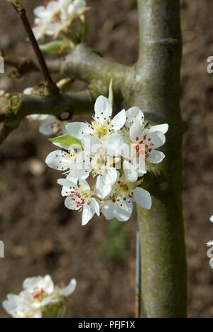 Pear Blossom von Pear" Schwarz Worcester', close-up Stockfoto