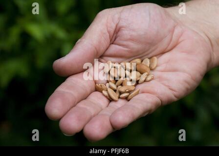 Hand, die gartenbohne' Blau Coco" Saatgut, close-up Stockfoto