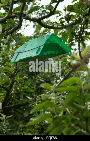 Apfelwicklers Falle im Apfelbaum, close-up Stockfoto