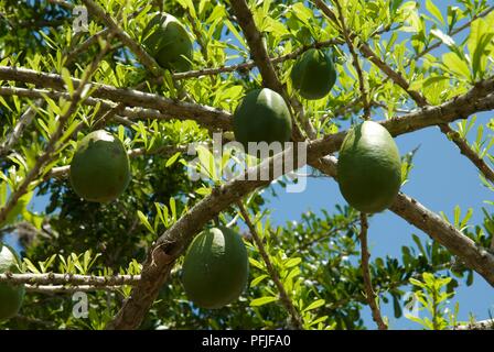 Crescentia cujete (Calabash tree) Früchte, close-up Stockfoto