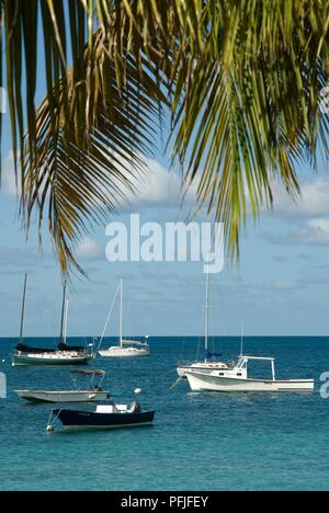 Puerto Rico Vieques Island, Esperanza Bucht, Boote im Meer vor Anker, mit Blättern von einer Palme im Vordergrund. Stockfoto