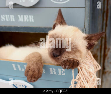 Siam kitten, Thai, 10 Wochen alt, in einer Schublade eines Schrankes liegend, Schlafen Stockfoto