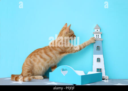Junge Hauskatze, Ingwer, 3 Monate alt Stockfoto