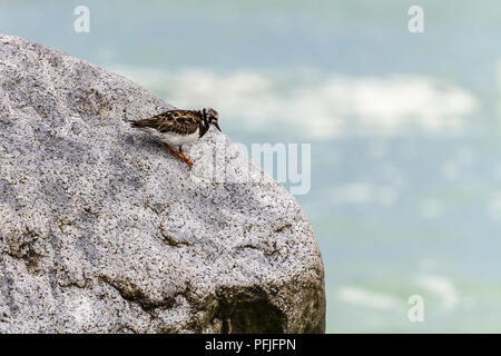 Turnstone (Arenaria interpres) Besucher der britischen Küste auf Felsen auf der Buche in Shoreham vom Meer aus Großbritannien. Orange Braun zurück schwarze und weisse Abzeichen an Kopf Stockfoto