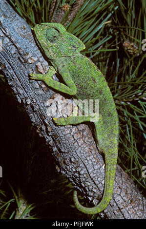 Gewöhnliches Chamäleon oder mediterranen Chameleon (Chamaeleo chamaeleon) auf einem mit Pinien. Im südlichen Spanien. Europa. Stockfoto