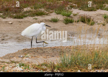 Seidenreiher (Egretta garzetta) reines Weiß Schwarz Rechnung wader heute in Großbritannien. Europes am weitesten verbreitete white heron mit schwarzen Beinen und gelbe Füße. Stockfoto