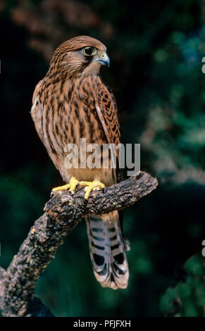 Gemeinsame krestel (Falco tinnunculus) auf einem Zweig, auch bekannt als Europäische krestel, Eurasischen krestel krestel oder der Alten Welt. Im südlichen Spanien. Europa. Stockfoto