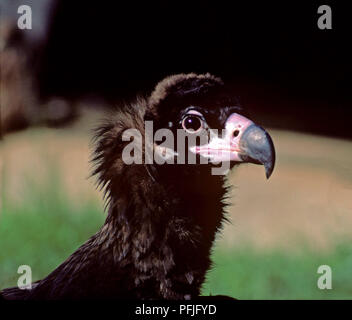 Eurasischen Mönchsgeier (Aegypius monachus) - Nahaufnahme eines jungen Muster. Im südlichen Spanien. Europa Stockfoto