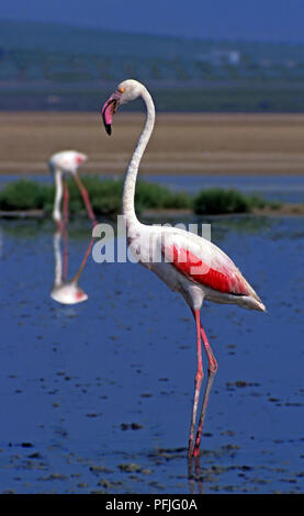 Rosa Flamingos (Phoenicopterus ruber Roseus) in der Lagune von Fuente de Piedra Nature Reserve. Provinz Malaga. Region Andalusien. Spanien. Europa. Stockfoto