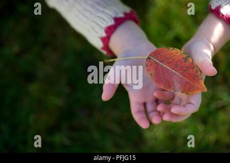 Die Hand des Kindes halten roten Herbst Blatt, close-up Stockfoto