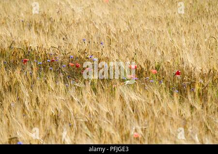 Litauen, in der Nähe von Panevezys, Mohn und Kornblumen in der Gerste Stockfoto