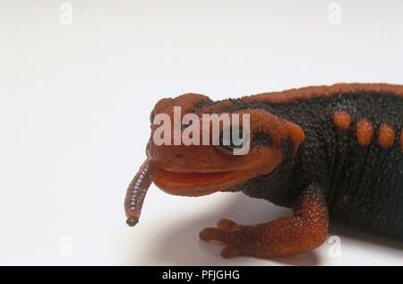 Kaiser newt oder Mandarin salamander (Tylototriton Verrucosus) mit einem Wurm in den Mund Stockfoto