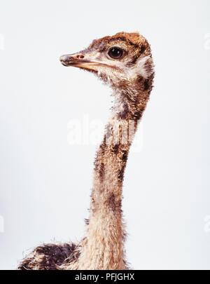 Kopf eines jungen Strauß (Struthio camelus), Profil Stockfoto