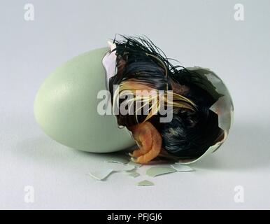 Araucana Schlüpfen aus dem Ei, noch in Schalen abgedeckt Stockfoto