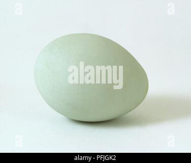 Araucana ei Stockfoto
