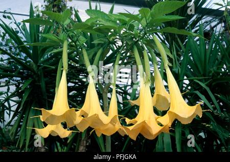 Brugmansia suaveolens (Trompete Angel's), Strauch mit gelben Blüten hängend Stockfoto