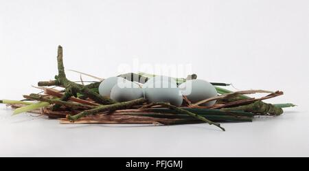 Schwarz - gekrönte Nachtreiher (Nycticorax nycticorax) Eier im Nest Stockfoto