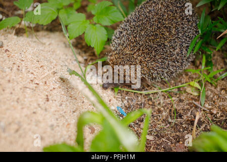 Westeuropäischer Igel, Erinaceus europaeus. Junge Igel im natürlichen Lebensraum. Igel, wild, native, Europäische Igel auf grünem Moos im natürlichen Lebensraum an einem großen Schnecke suchen. Stockfoto