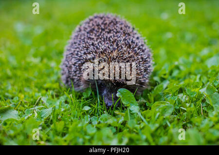 Westeuropäischer Igel, Erinaceus europaeus. Junge Igel im natürlichen Lebensraum. Igel, wild, native, Europäische Igel auf grünem Moos im natürlichen Lebensraum an einem großen Schnecke suchen. Stockfoto