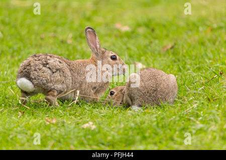 Kaninchen (Oryctolagus cunniculus) im Feld mit Gräsern am Holz Mühle Wildlife Reserve in der Nähe von Worsley GROSSBRITANNIEN. Zwei Kaninchen eine dominierende scheint der Chef ist. Stockfoto