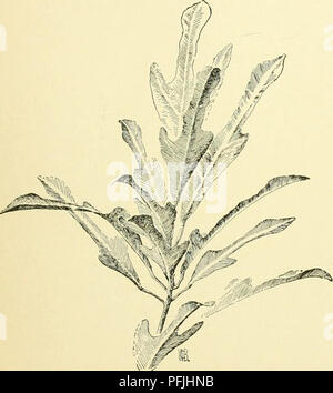 Dieser zweite Band der Cyclopedia of American Horticulture bietet ausführliche Anleitungen zum Anbau einer Vielzahl von Gartenbaupflanzen in ganz Nordamerika. Es bietet detaillierte Pflanzenbeschreibungen, Anbautipps und enthält biografische Skizzen wichtiger Gärtner, die eine umfassende Ressource für Gärtner und landwirtschaftliche Fachleute darstellen. Stockfoto
