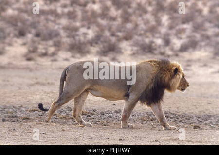 Panthera leo, Löwe. Familie Felidae. Seitenansicht der männliche Löwe gehend über Trocken und öde Landschaft. Stockfoto