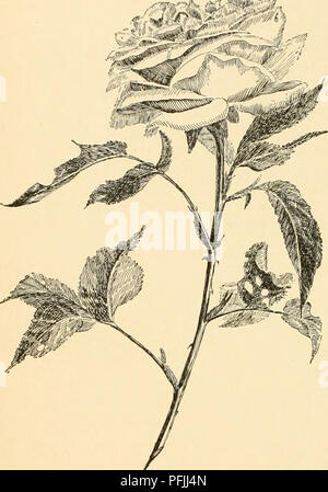 Die Cyclopedia of American Horticulture bietet detaillierte Beschreibungen der in den USA und Kanada verkauften Pflanzen und bietet Tipps zum Anbau von Obst, Gemüse und Zierpflanzen. Es dient als wichtige Referenz für Gärtner und Gartenbauer und erläutert die Merkmale der Arten, Wachstumsmuster und Pflegeanweisungen für eine Vielzahl von Pflanzen. Stockfoto