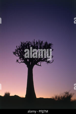 Südafrika Augrabies Falls Nationalpark, Aloe dichotoma (köcherbaum) bei Sonnenuntergang Stockfoto