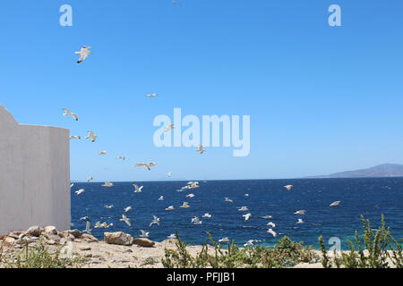 Möwen im Flug an der Küste von Mykonos Griechenland Stockfoto