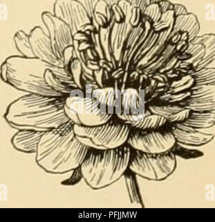 Dieses Referenzbuch behandelt verschiedene Pfirsiche- und Nektarinenarten, wobei der Schwerpunkt auf deren Wachstum, Fruchteigenschaften und Anbaumethoden liegt. Sie bietet Einblicke in die Sorten von Nektarine und Pfirsich, die für das Verständnis ihrer Pflege und Produktion in verschiedenen Regionen von entscheidender Bedeutung sind. Stockfoto