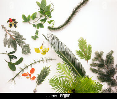 Alte Pflanzen, einschließlich Cornus alba, Equisetum giganteum, Chamaecyparis, Cycas revoluta, Ginkgo Biloba, Sequoia sempervirens, Prunus laurocerasus, Araucaria, Passiflora, Ilex aquifolium, Blechnum, Marattia werneri Stockfoto
