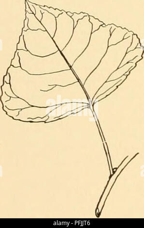 Die Cyclopedia of American Horticulture bietet umfassende Informationen über den Anbau von Gartenbaupflanzen, einschließlich detaillierter Beschreibungen verschiedener Arten von Obst, Gemüse, Blumen und Zierpflanzen in den USA und Kanada. Die Arbeit liefert geographische und biographische Skizzen bedeutender Gartenbauunternehmen. Stockfoto