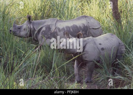 Indien, Assam, Kaziranga, zwei ständige Indischen Panzernashörner oder Great One-horned Nashörner (Rhinoceros unicornis), Erwachsener und Kalb, Seitenansicht. Stockfoto