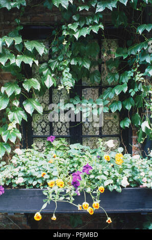 USA, New York, Manhattan, Sniffen Court, multi-verglasten Fenster überwuchert von Efeu, mit blumenkasten vor, aus der Nähe. Stockfoto