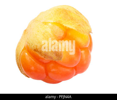 Single Moltebeeren (Rubus chamaemorus Obst), schattenfreie Stockfoto