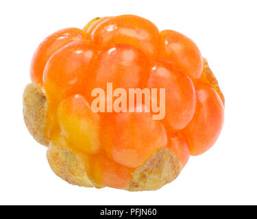 Single Moltebeeren (Rubus chamaemorus Obst), schattenfreie Stockfoto