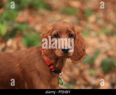 Ein männlicher Irish Red Setter Welpen Ausflüge in den Park. Stockfoto