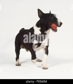 Ständigen Miniatur Bullterrier (Canis familiaris) Holding orange Ball im Maul, Seitenansicht. Stockfoto