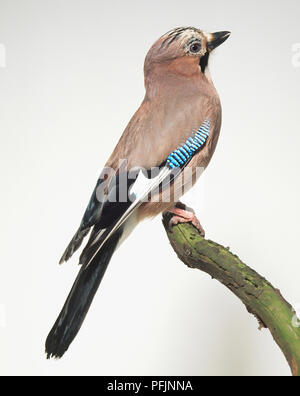Eurasischen Eichelhäher (Garrulus glandarius) auf Ast sitzend, Seitenansicht. Stockfoto
