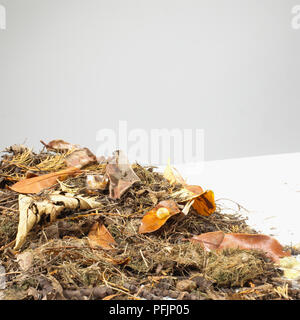 Laub und Moos mit einem gelben Schnecke Stockfoto