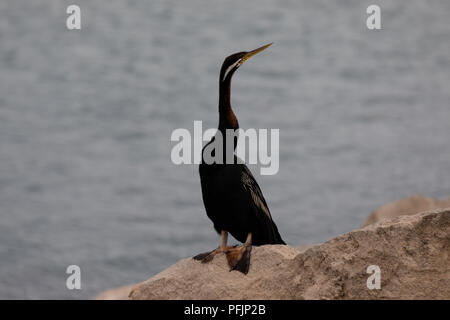 Eine schöne Darter Vogel ruht auf einem Felsen am Meer Stockfoto