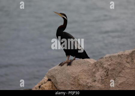 Australasian Darter Bush Bird ruht auf einem Felsen Stockfoto