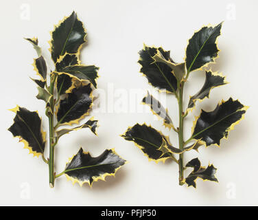 Ilex sp., bunte Stechpalmenzweige, in der Nähe Stockfoto
