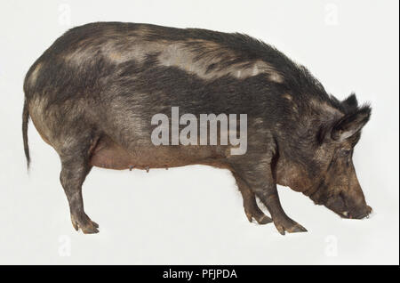 Weibliche Wildschwein (Sus scrofa), Seitenansicht Stockfoto