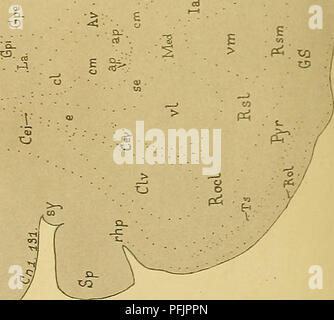 . Denkschriften der Medicinisch-Naturwissenschaftlichen Gesellschaft zu Jena. &Lt;. Bitte beachten Sie, dass diese Bilder sind von der gescannten Seite Bilder, die digital für die Lesbarkeit verbessert haben mögen - Färbung und Aussehen dieser Abbildungen können nicht perfekt dem Original ähneln. extrahiert. Medizinisch-naturwissenschaftliche Gesellschaft zu Jena. Stockfoto