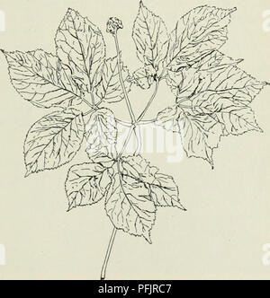 . Löwenzahn, hawkweeds, Ginseng, Käfer, Würmer. GINSENG. W. M. MUNSON. In Reaktion auf die zahlreichen Anfragen für Informationen aus dem Experiment Station auf den Anbau von Ginseng als Unternehmen, die folgende kurze Vorschläge vorbereitet wurden: Ginseng ist eine mehrjährige Pflanze mit einem dicken, fleischigen, unregelmäßige Wurzel und Blätter etwas ähnlich der Gemeinsamen Sarsaparille, zu denen es sehr eng verwandt ist. Nicht infre- Exemplare von sarsaparille für die Identifikation mit der Hoffnung, dass Sie beweisen wird Ginseng werden gesendet. Beide Arten sind in. Maine gefunden, aber Sarsaparille i Stockfoto