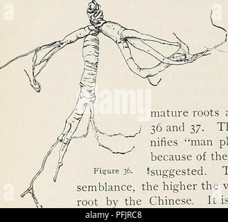 . Löwenzahn, hawkweeds, Ginseng, Käfer, Würmer. Il 8 - MAINE LANDWIRTSCHAFTLICHE EXPERIMENT STATION. reife Werk von Ginseng hat einen einzelnen Stamm 8 bis 15 cm hoch und etwa so dick wie ein Bleistift. An der Oberseite sind fünf Kom-lbs-Blätter in einem Quirl, jedes an ein Blatt der Rosskastanie. Die Blätter haben in der Regel fünf Merkblätter wie in Abbildung 35 gezeigt, aber auf junge oder schwache Pflanzen, es kann aber drei. Die einzelnen flozver Stiel, oben die Blätter steigende und Lager eine kleine Gruppe von grünlich-weißen Blüten mit dunklen, violetten Beeren gefolgt ist, wird in der Unterscheidung zwischen diesem Werk von anderen ähnlichen o Hilfe Stockfoto